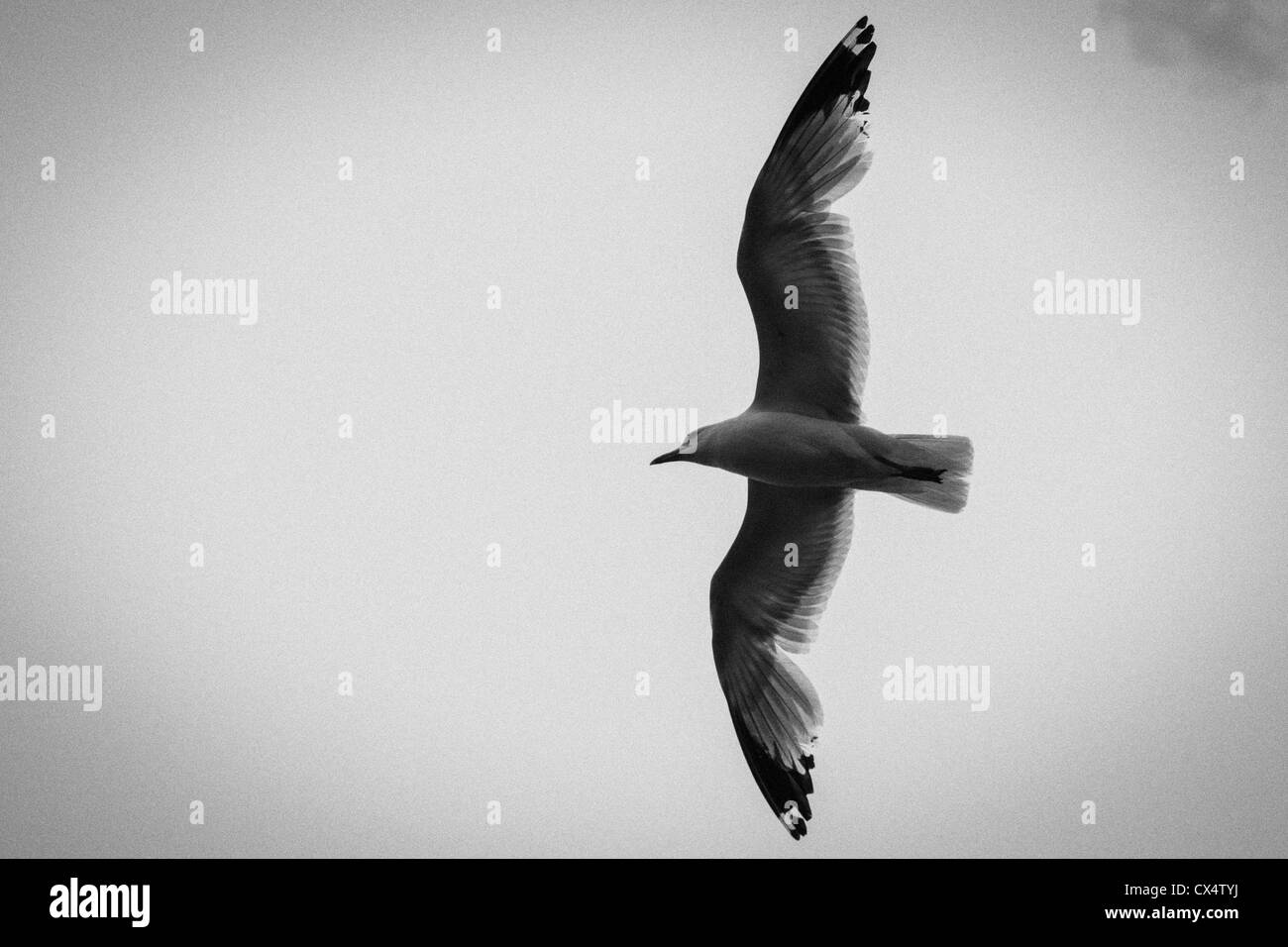 Monochromatic, filmic grain view of gull in flight. Stock Photo