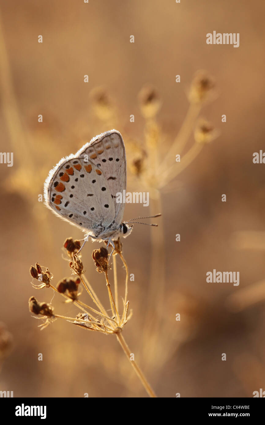 Female Common Blue (Polyommatus icarus) Butterfly Stock Photo