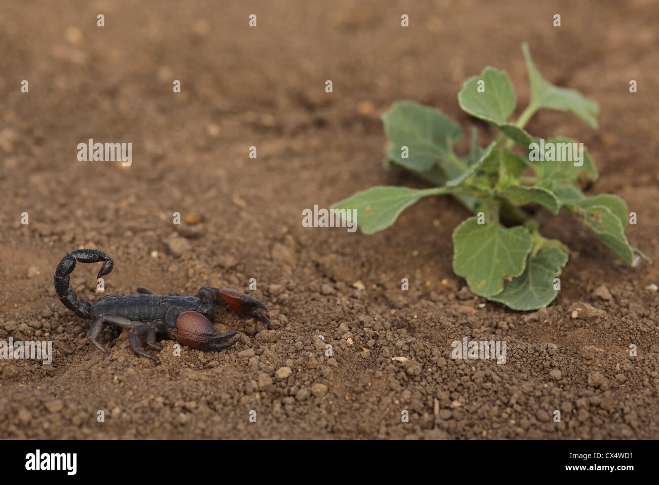 Israeli Black Scorpion (Scorpio maurus) Israel Summer August Stock Photo
