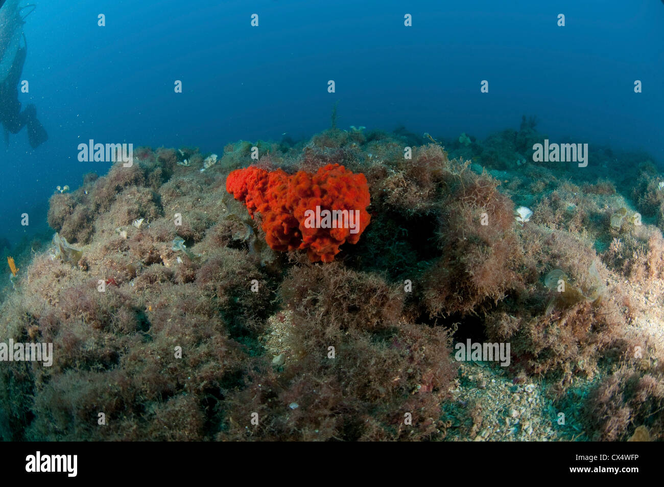 Boring sponge or red ball sponge (Cliona vastifica) photographed in the Mediterranean sea off the coast of Israel Stock Photo