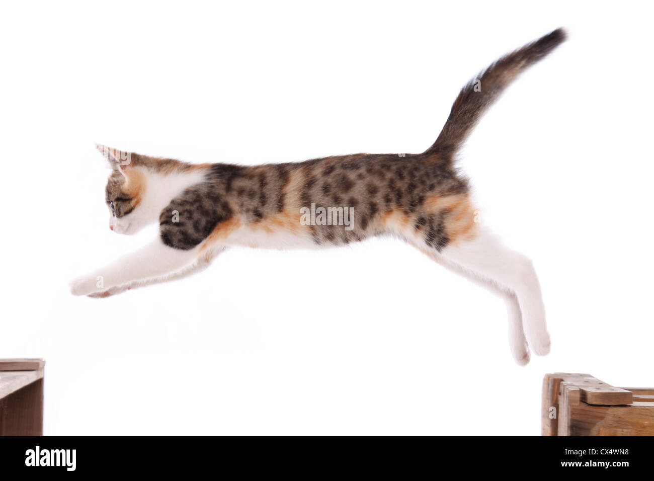 Calico cat jumping hires stock photography and images Alamy