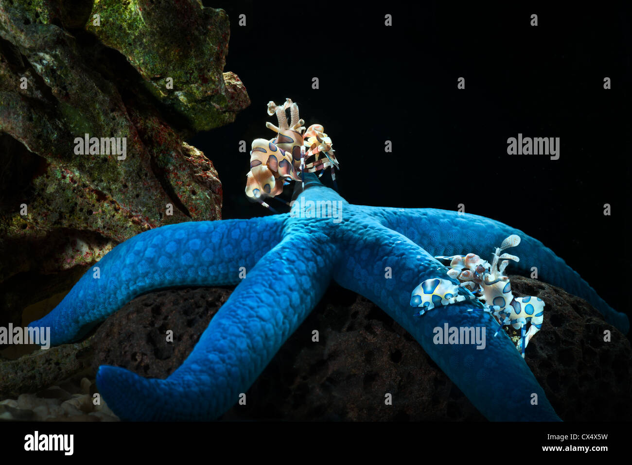 pair 2 two pair couple Harlequin Shrimp carry a starfish food feed feeding eat eating portrait Harlequin Shrimp Hymenocera elega Stock Photo