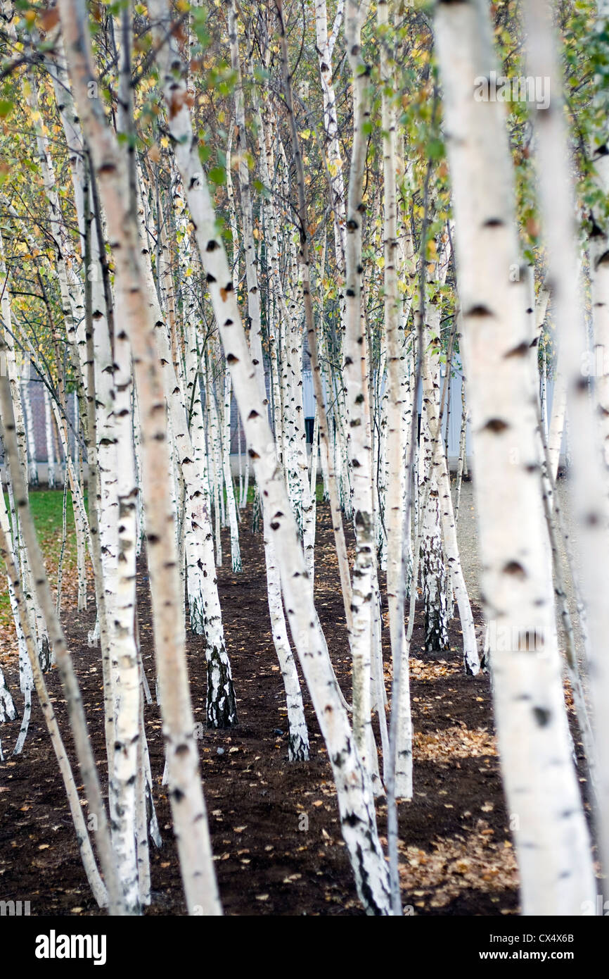 Young Silver Birch Trees Betula Pendula Stock Photo Alamy
