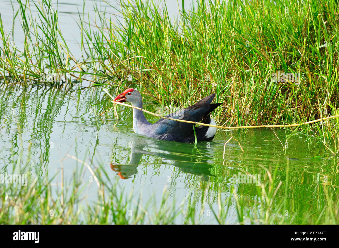 Indian Moorhen (Porphyrio porphyrio Stock Photo Alamy