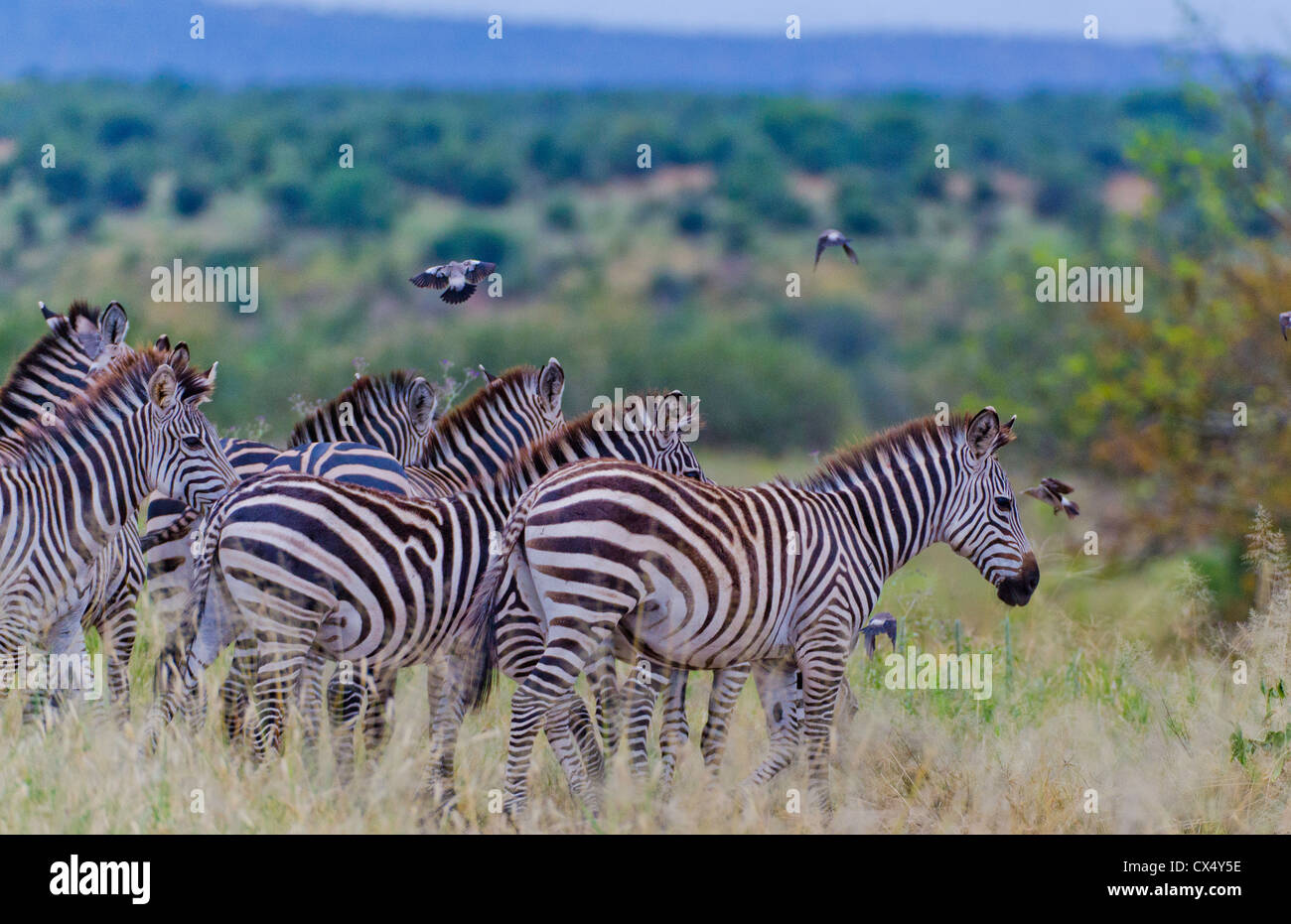 Amboseli National Park Kenya Africa safari zebra wild in reserve Amboseli  Stock Photo