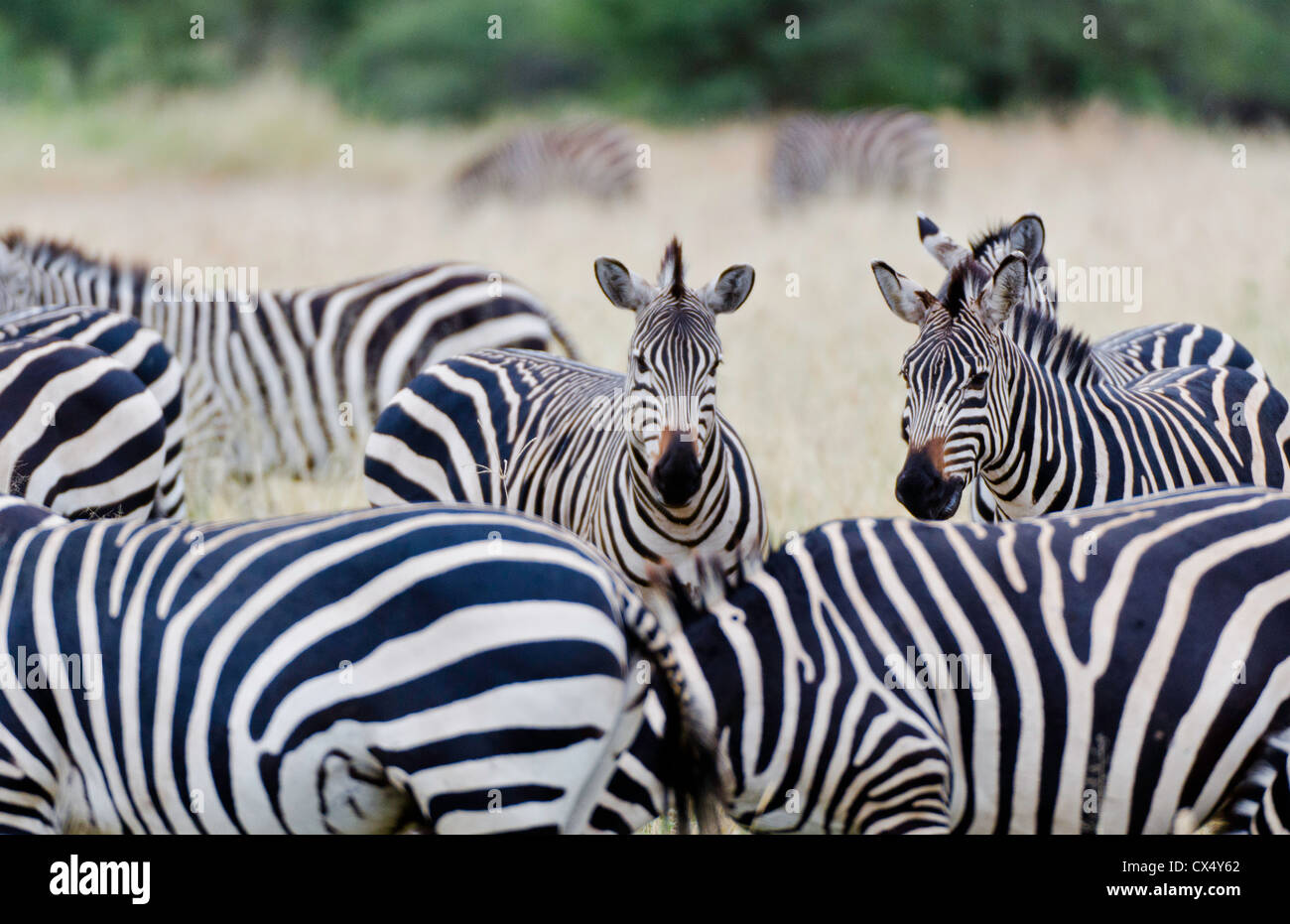 Amboseli National Park Kenya Africa safari zebra wild in reserve Amboseli close up of patterns Stock Photo