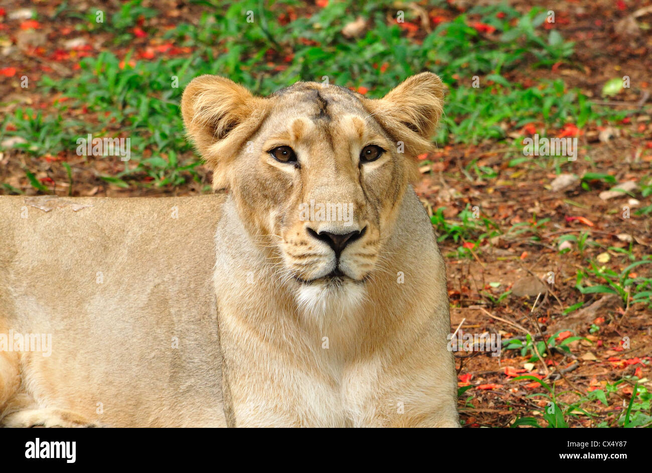 female lion in hindi female lion in hindi