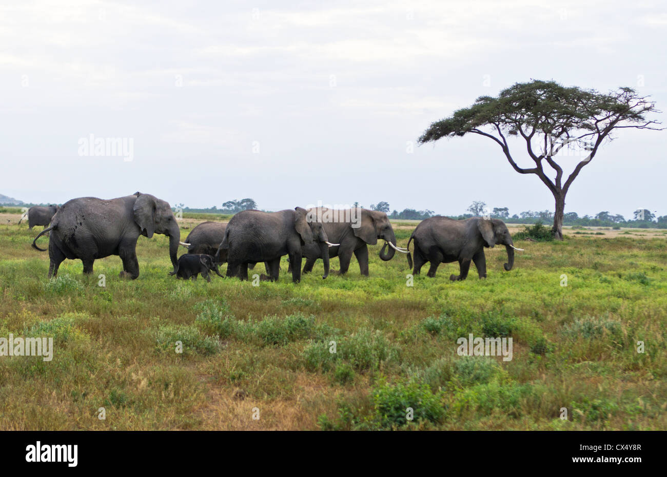 Amboseli National Park Kenya Africa safari elephant herd acacia tree in