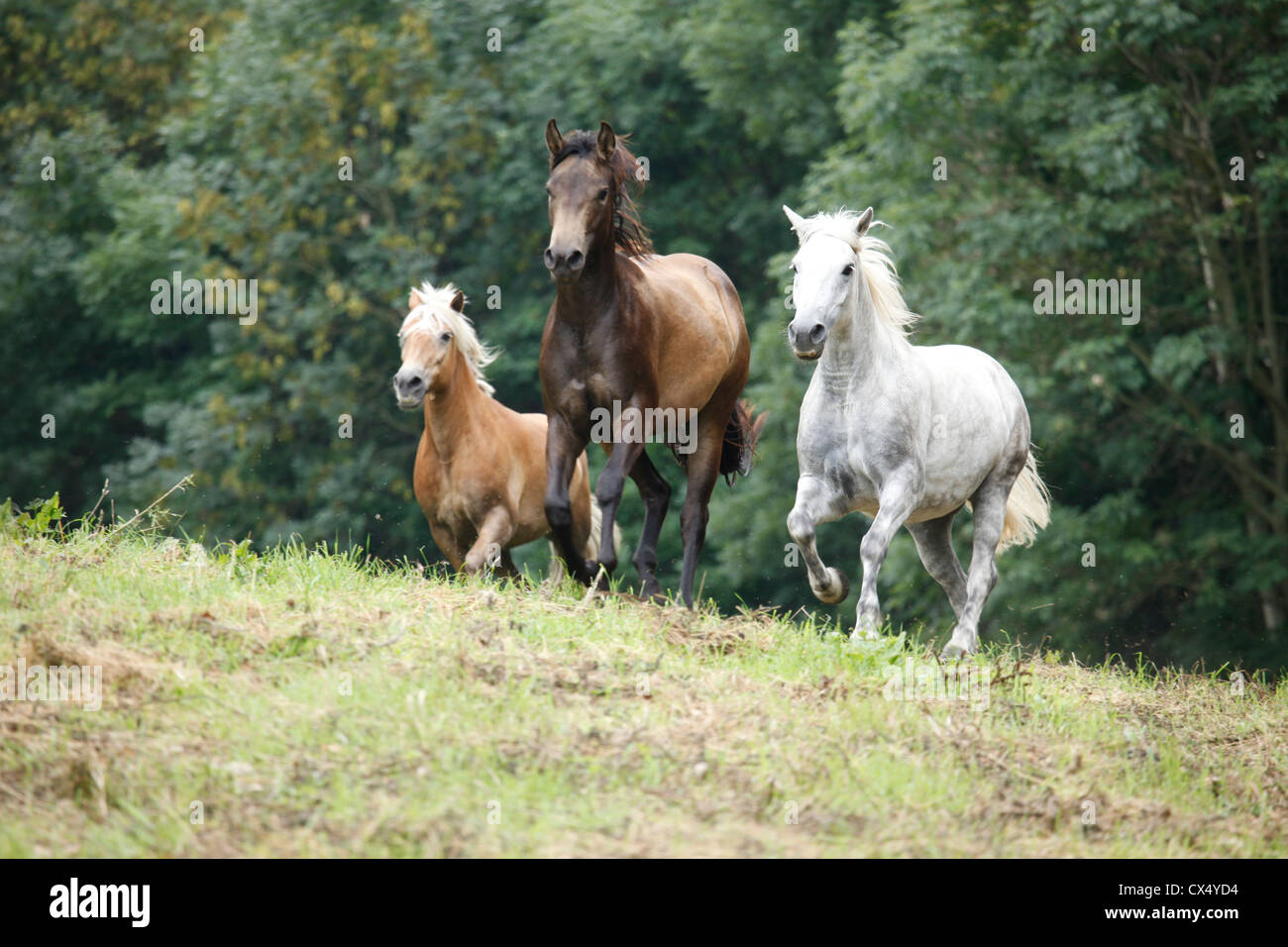 herd of horses Stock Photo