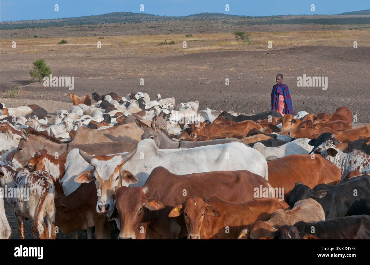 Tanzania Arusha Africa herder on border town with cows in field working farming in prairie reserve #2 Stock Photo