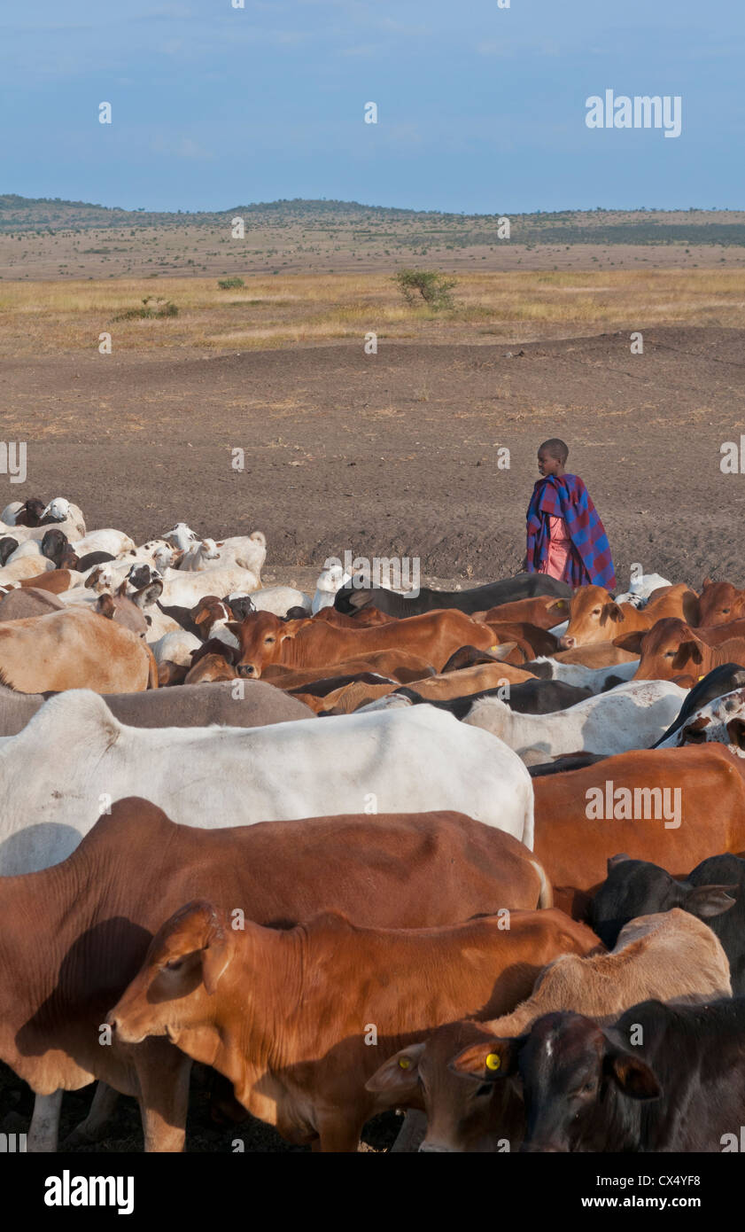 Tanzania Arusha Africa herder on border town with cows in field working farming in prairie reserve #2 Stock Photo