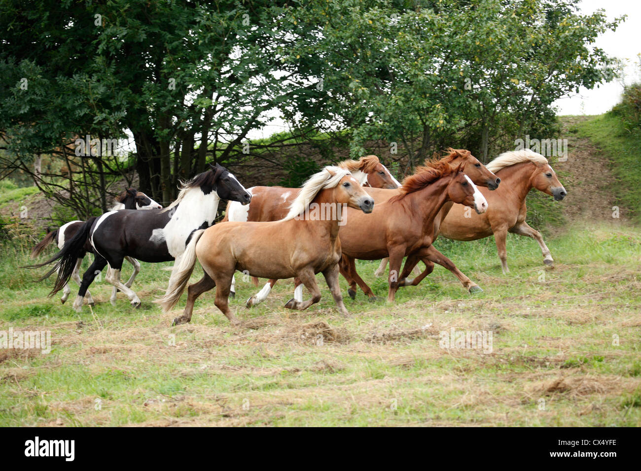 herd of horses Stock Photo