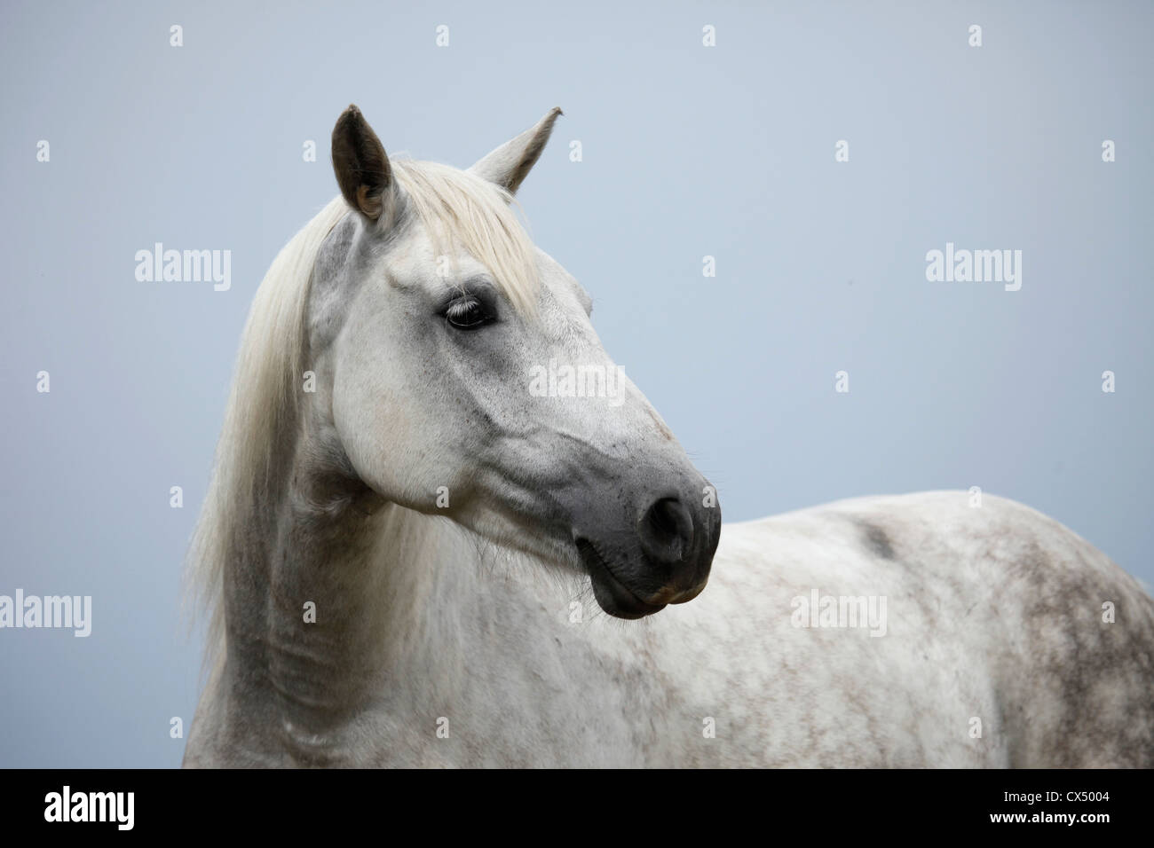 grey horse Stock Photo