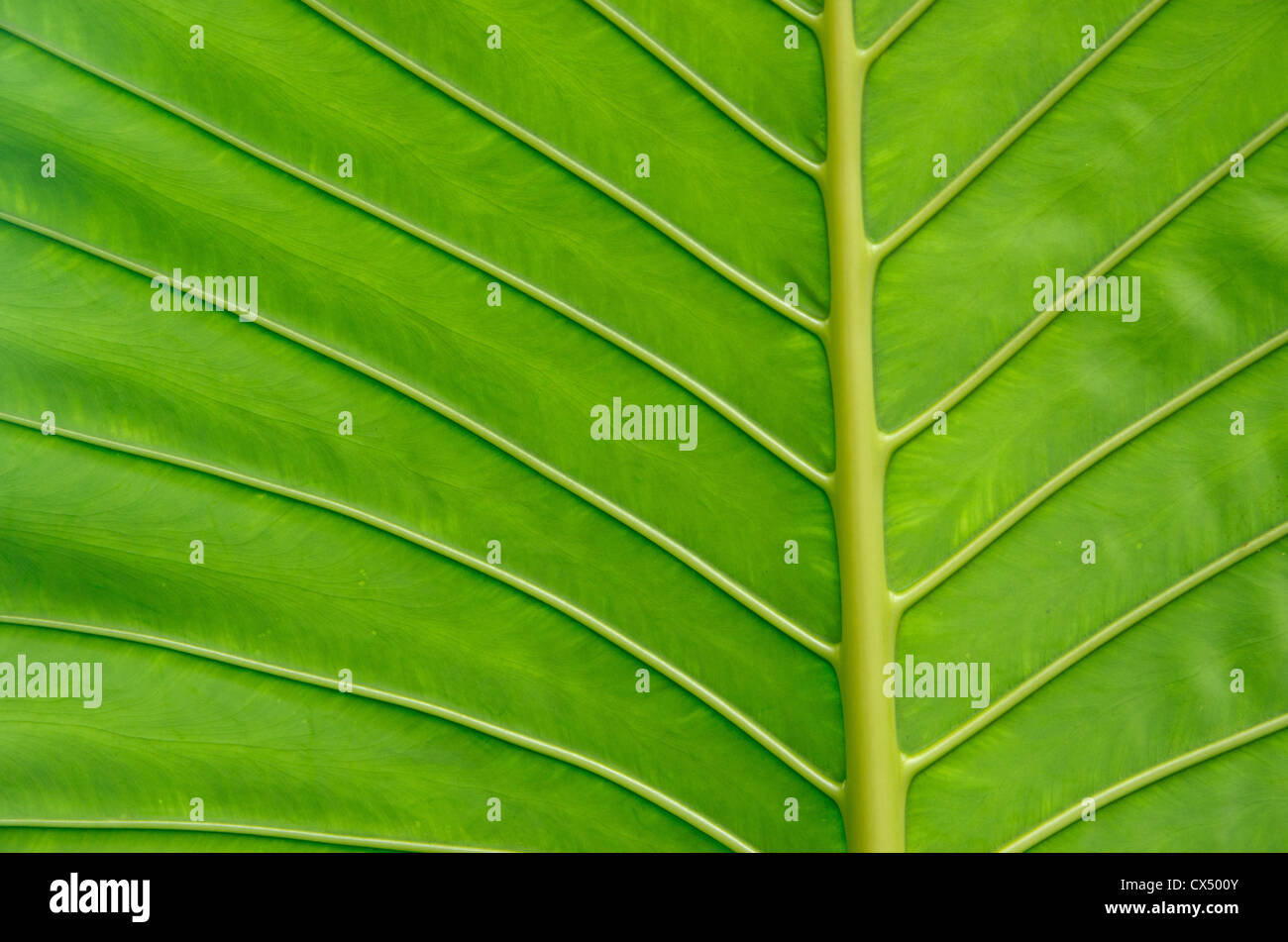 green leaf texture close up Stock Photo - Alamy
