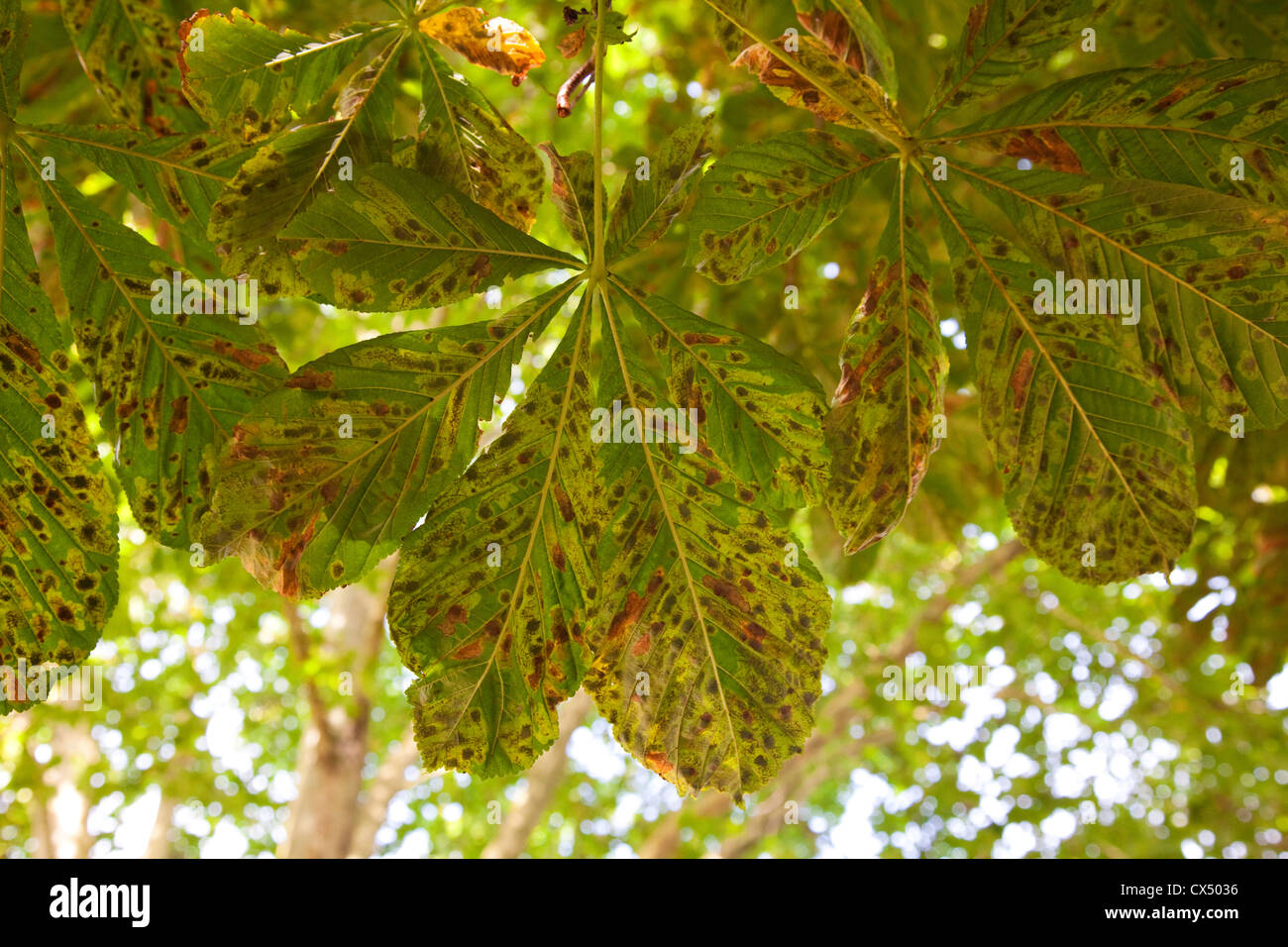 Leaf of Horsechestnut (Aesculus hippocastanum) with effected by leaf