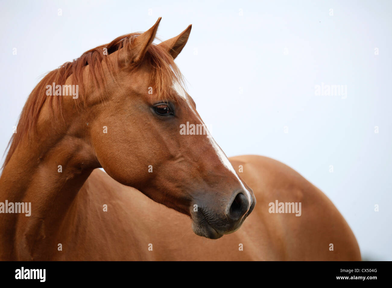 Quarter Horse Stock Photo