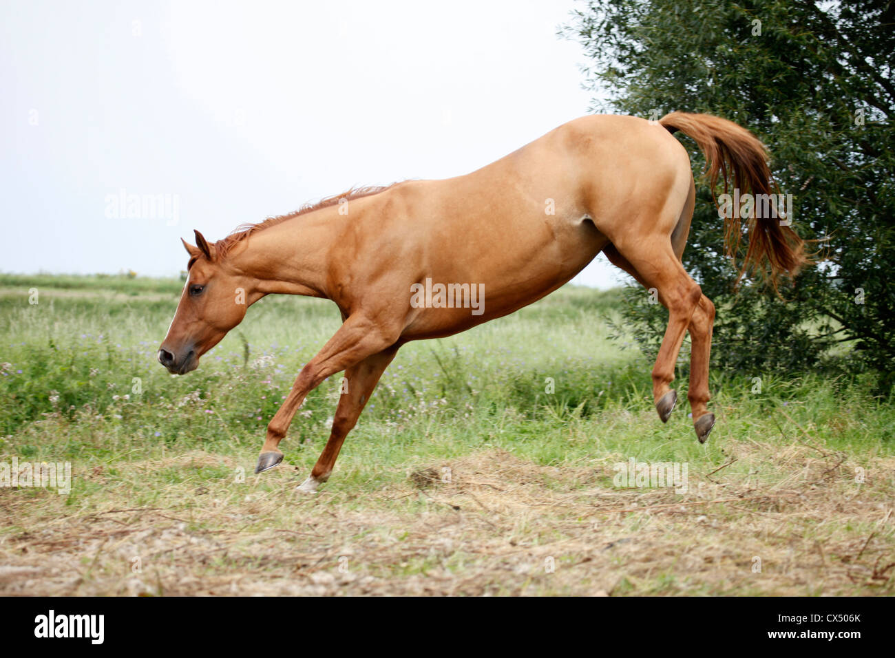 Quarter Horse Stock Photo