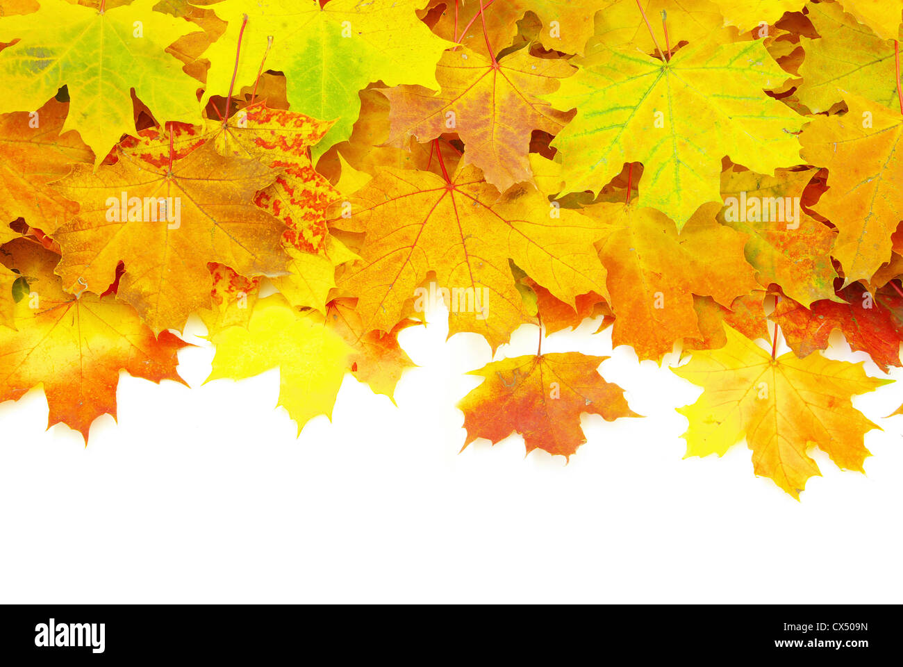 Black and white of maple leaf hi-res stock photography and images - Alamy