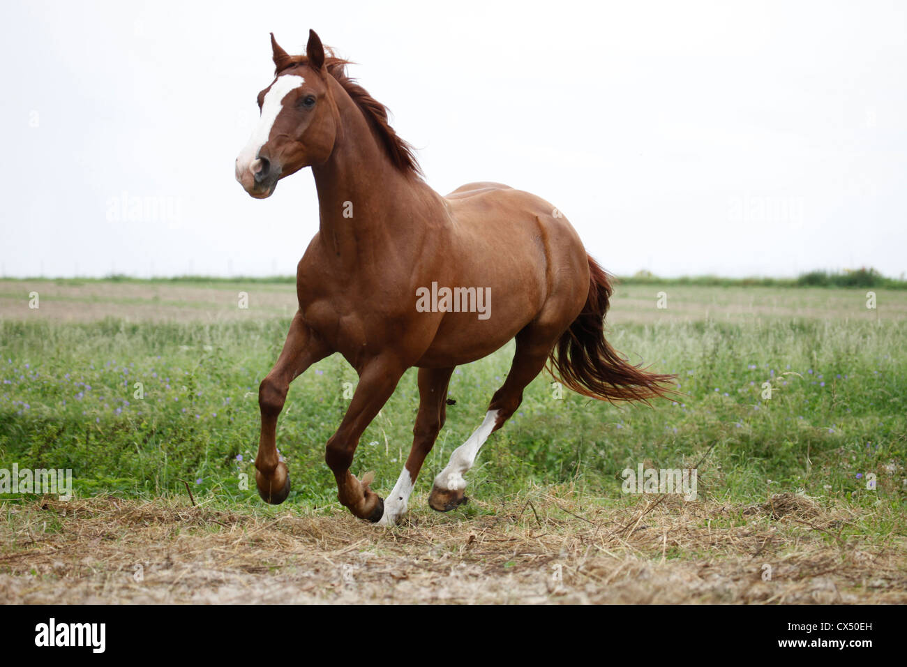running horse Stock Photo