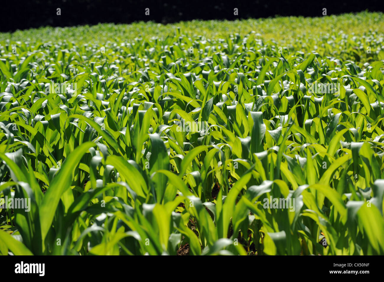 A field full of Maize crops in Sussex Stock Photo