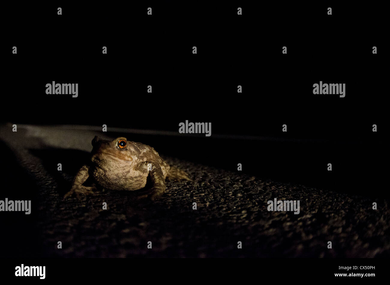 Toad at night Stock Photo Alamy