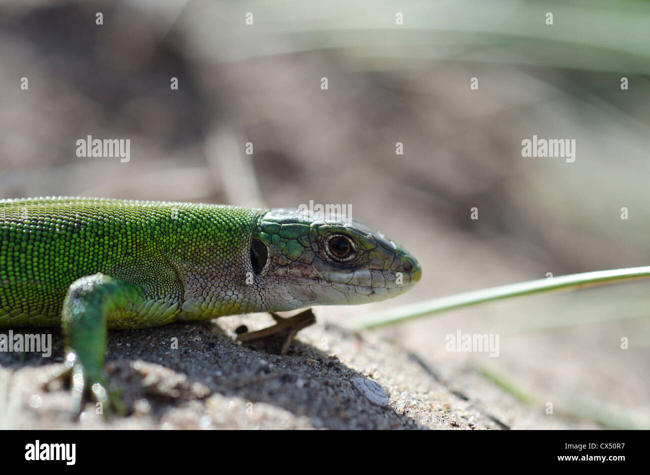 green lizard close up Stock Photo