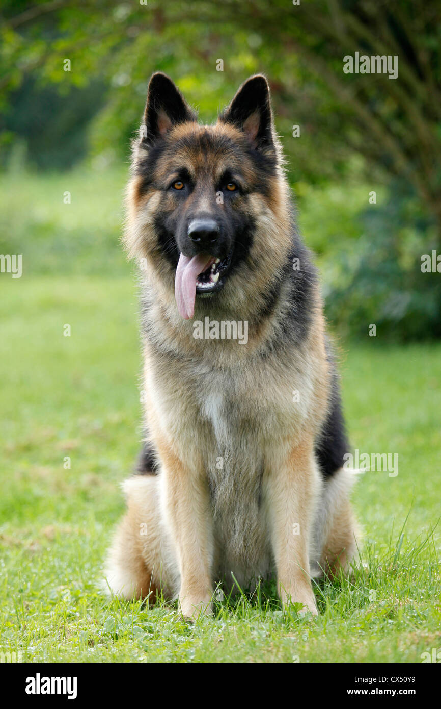 Old German Shepherd Stock Photo Alamy