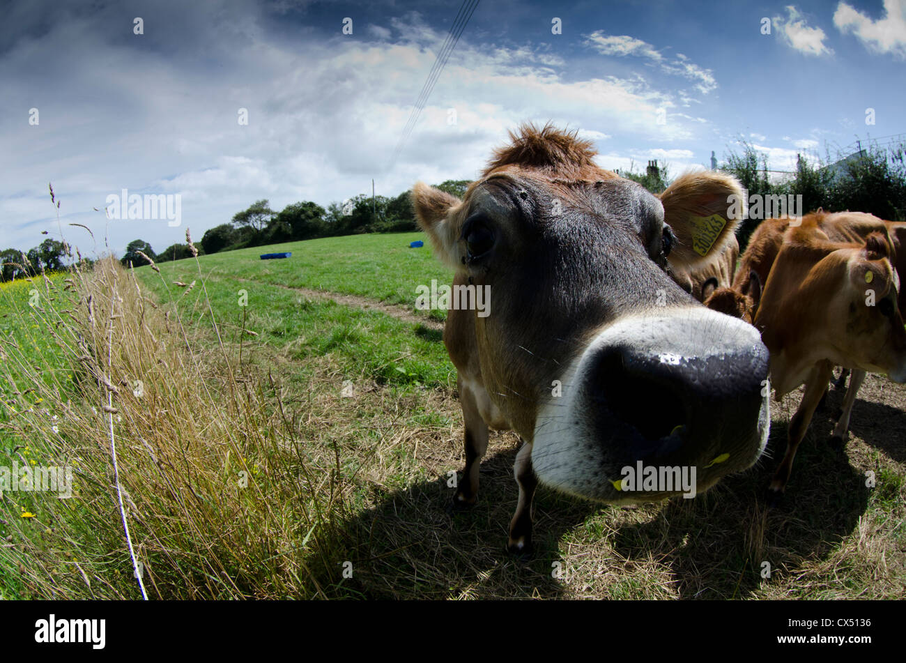 Jersey cow in field Stock Photo - Alamy