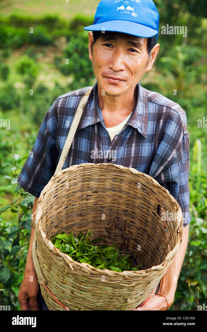 A man harvests tea leaves by hand at Mae Aw, Mae Hong Son, Thailand Stock Photo