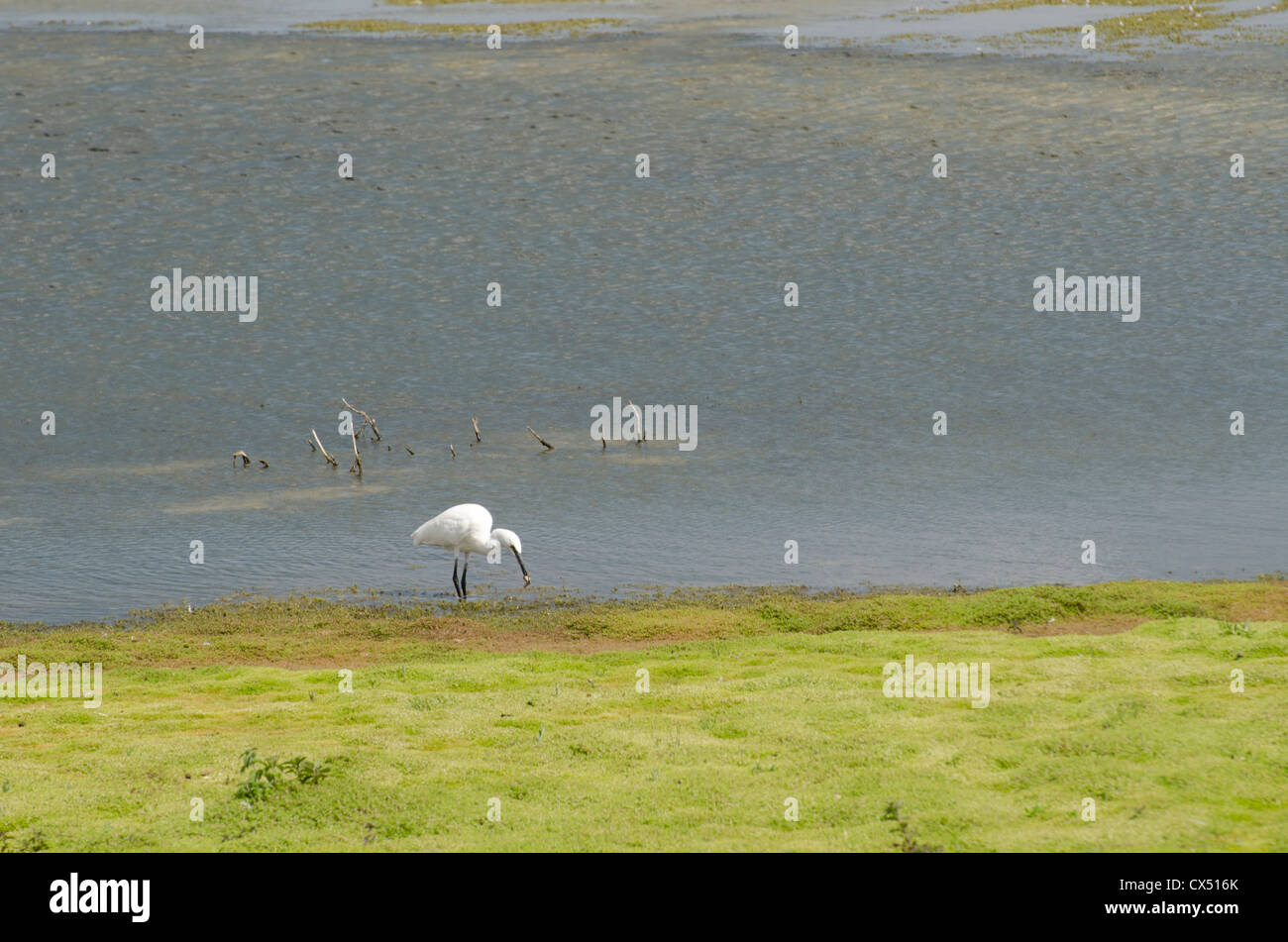 Little egret feeding on marsh frogs Stock Photo
