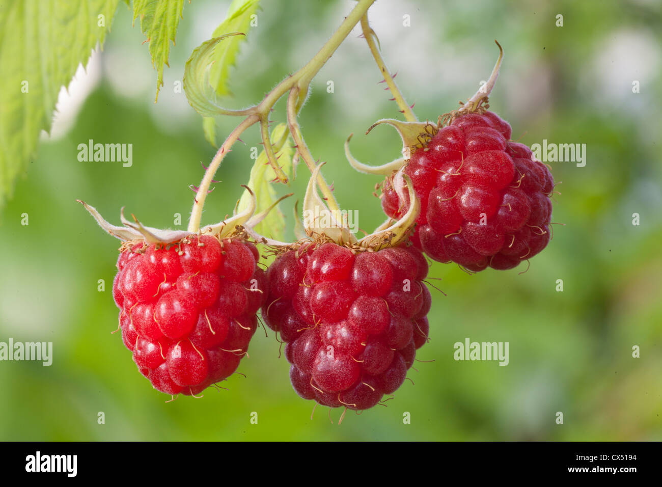 Fruit Raspberry on branch, green blurred background Stock Photo