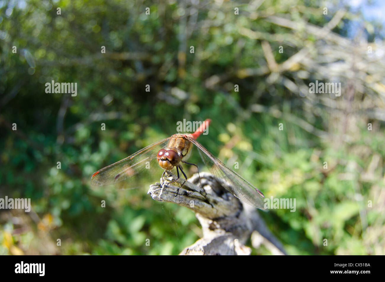Dragonfly Stock Photo