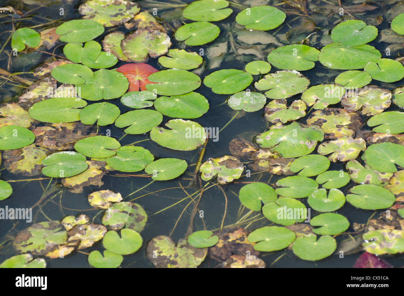 Lilly pads hires stock photography and images Alamy