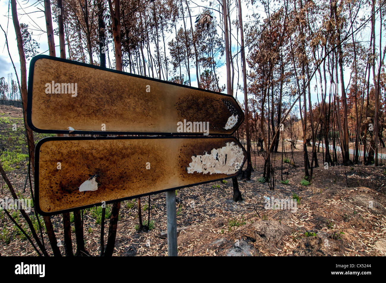 Burned forest after a huge fire in Portugal Stock Photo