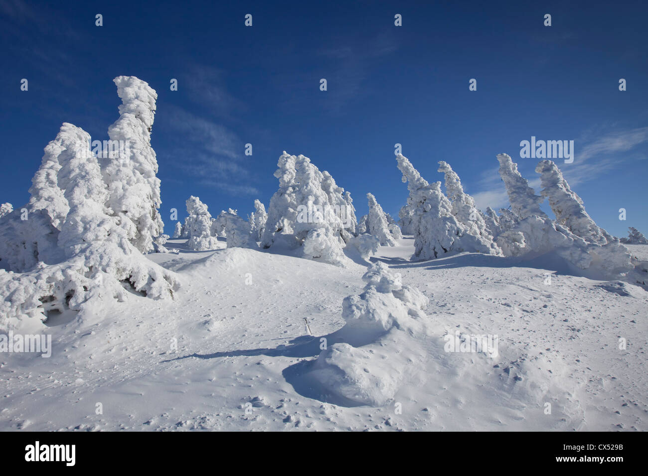 Frozen snow covered spruce trees in winter at Brocken, Blocksberg in the Harz National Park, Germany Stock Photo