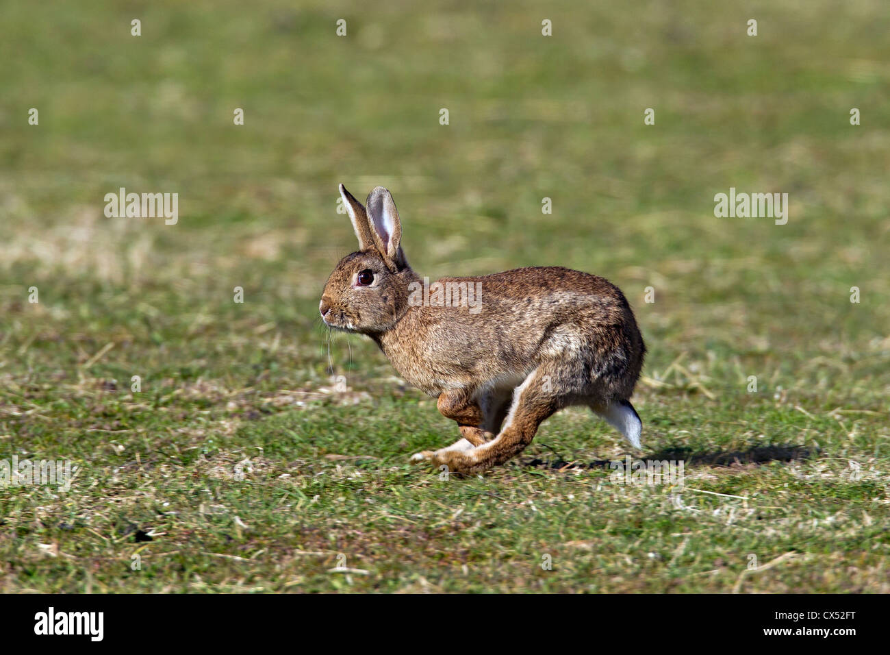 Running rabbit uk hires stock photography and images Alamy