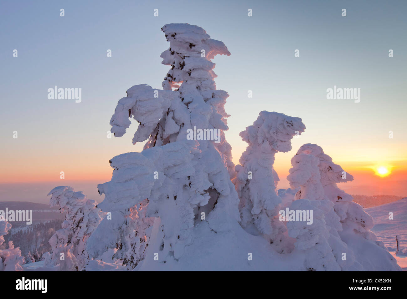 Frozen snow covered spruce trees at sunset in winter at Brocken, Blocksberg in the Harz National Park, Germany Stock Photo