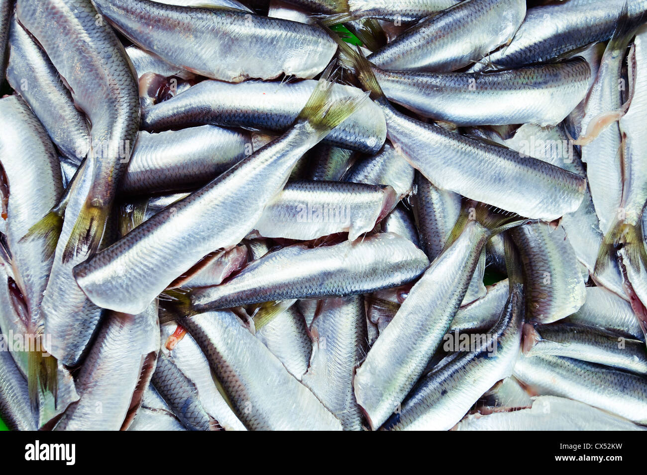 Fresh crude anchovies prepared for processing Stock Photo Alamy