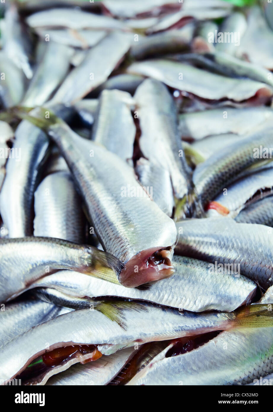 Fresh crude anchovies prepared for processing Stock Photo Alamy