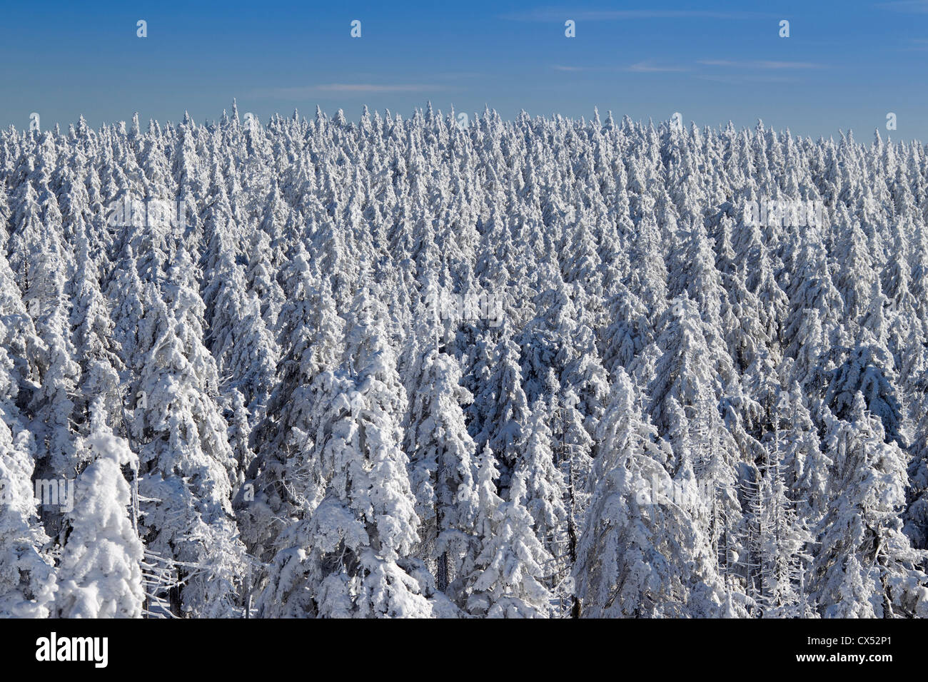 Frozen snow covered spruce trees in winter at Brocken, Blocksberg in the Harz National Park, Germany Stock Photo