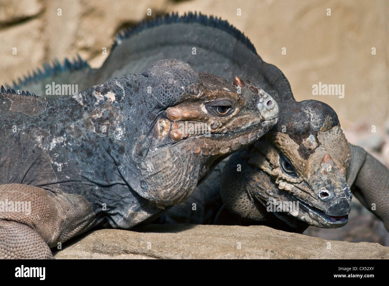 Pair of Rhinoceros Iguanas (cyclura cornuta) Stock Photo