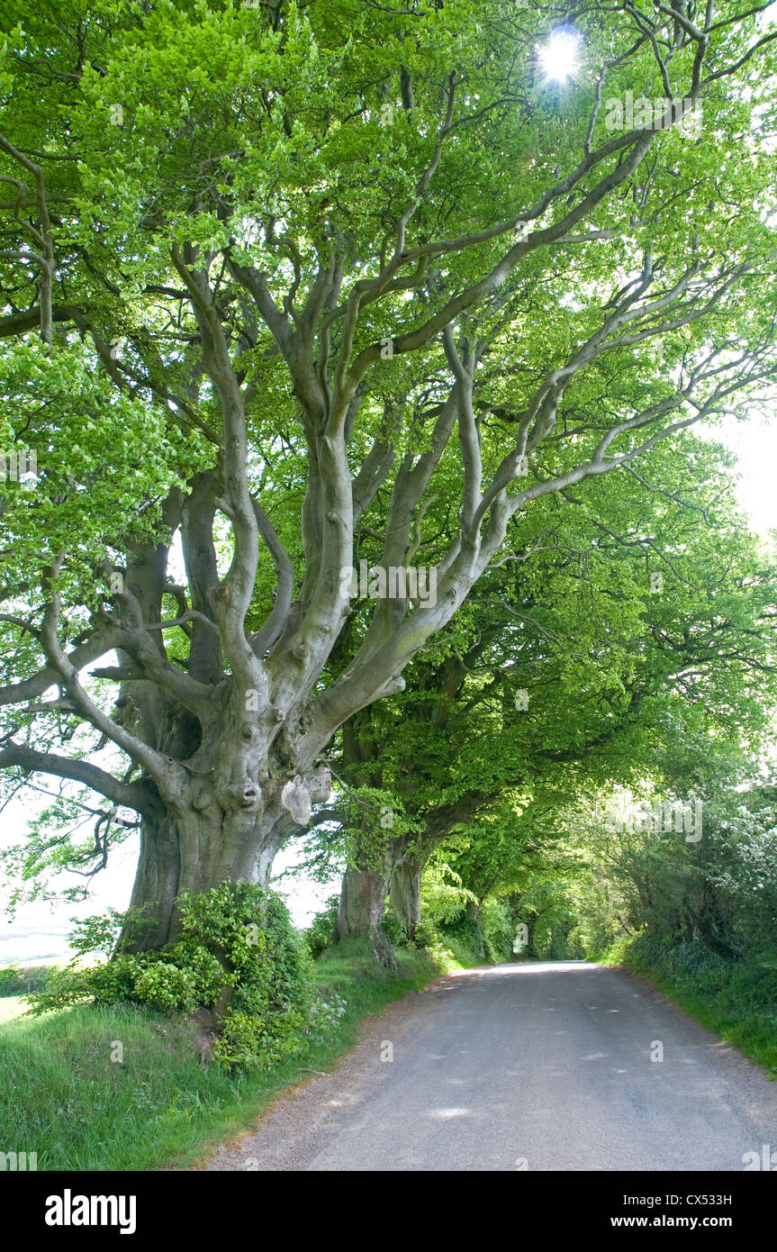 Attractive old beech trees by the road near Lydeard Hill in the Quantock Hills of Somerset Stock Photo