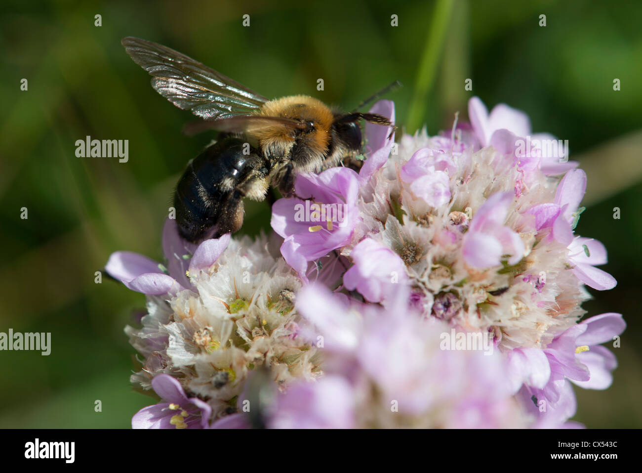 A honey bee on thrift,  Areria maritima, collecting nectar Stock Photo
