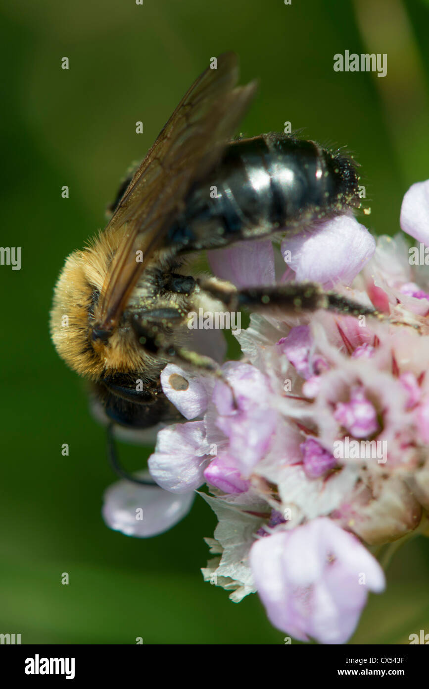 A honey bee on thrift,  Areria maritima, collecting nectar Stock Photo
