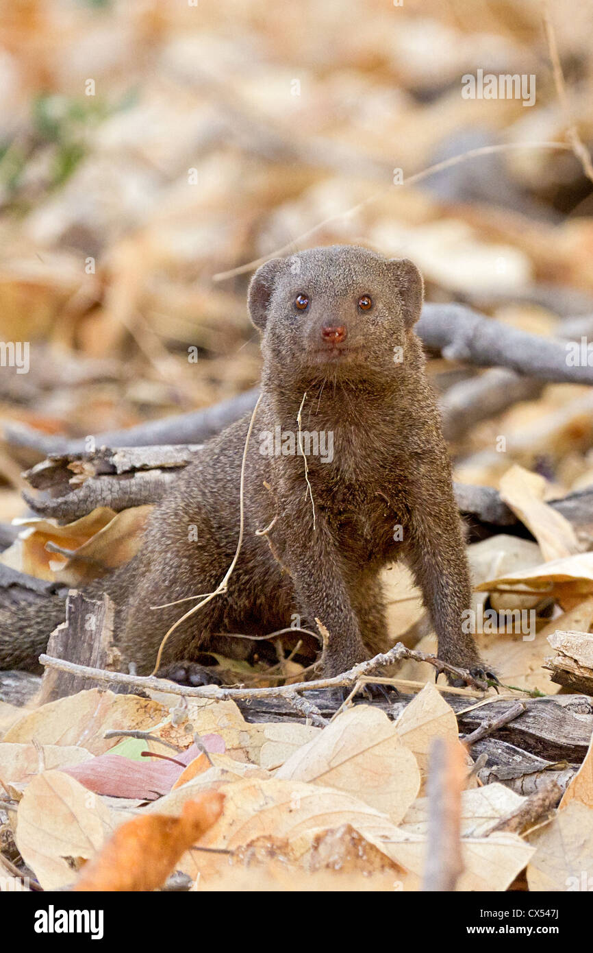 Dwarf mongoose (helogale parvula) sitting among leaves, Moremi, Botswana Stock Photo