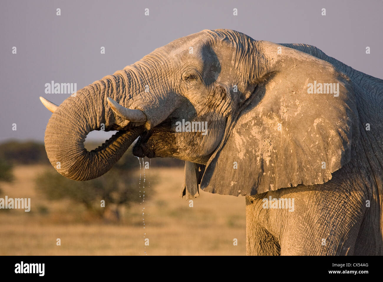 African elephant (loxodonta africana) stops at sunset to drink during its migration. Nxai Pan, Kalahari, Botswan Stock Photo