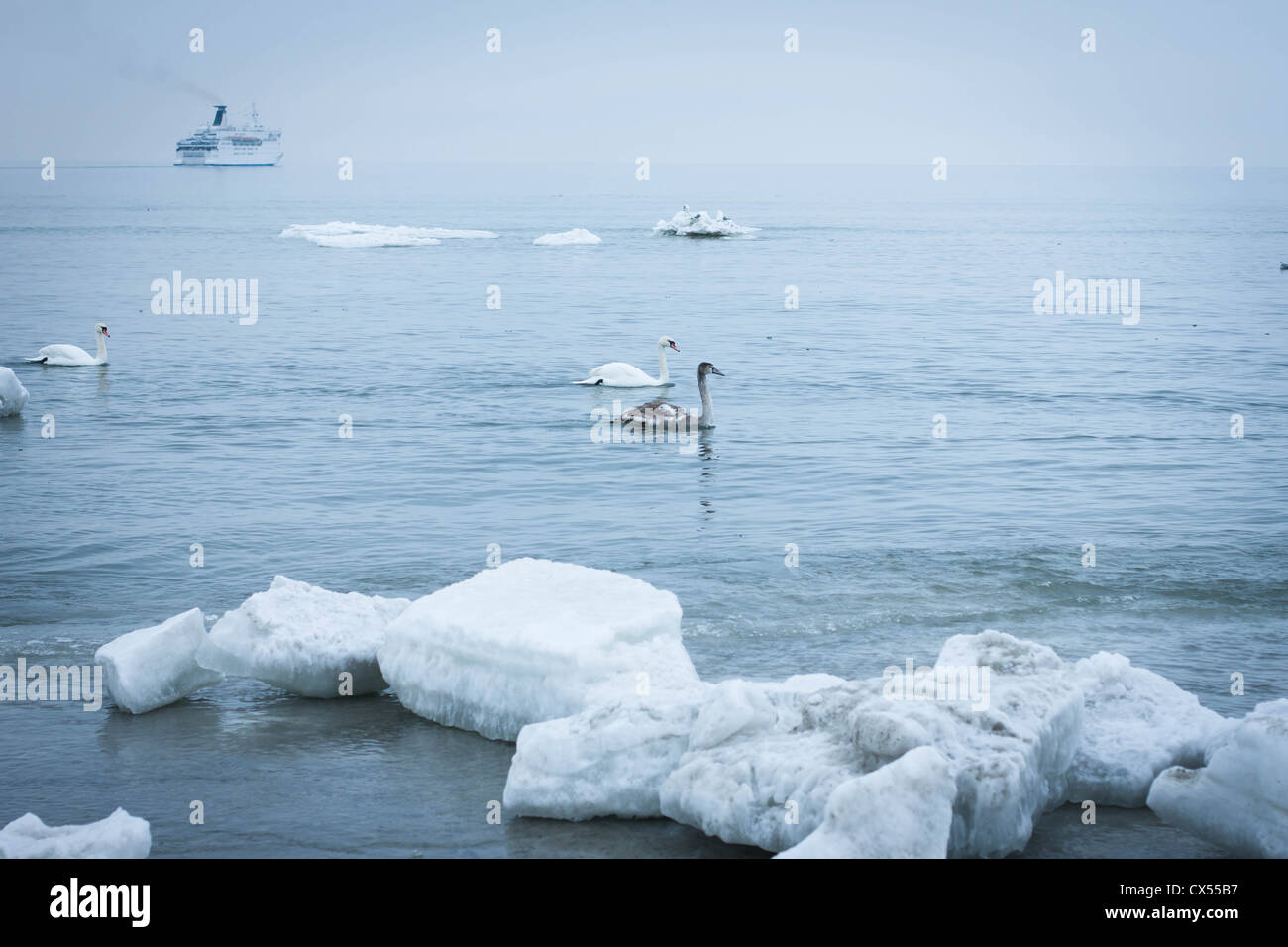 Swans in winter sea with ship Stock Photo