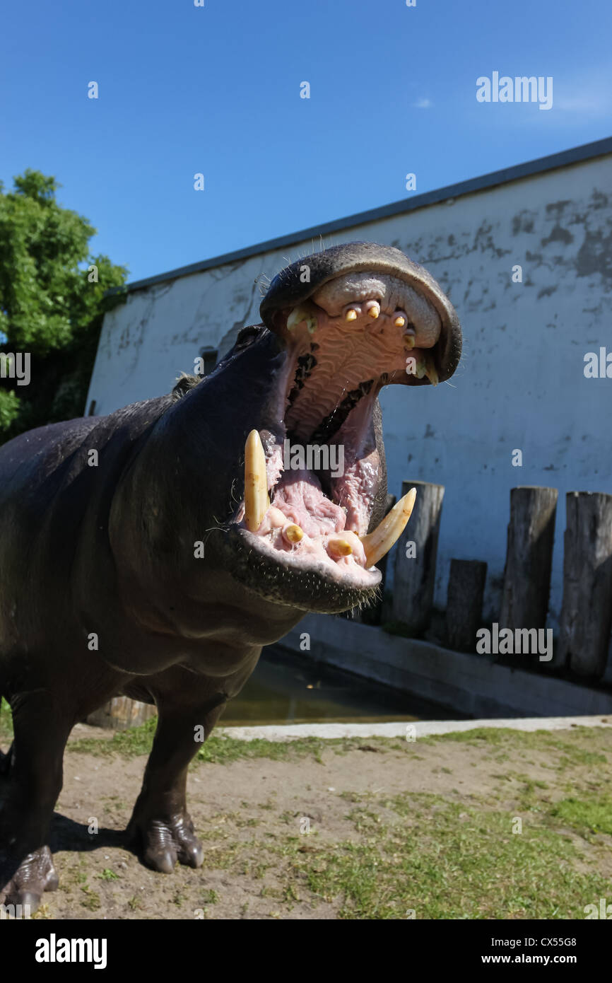 Huge teeth hires stock photography and images Alamy