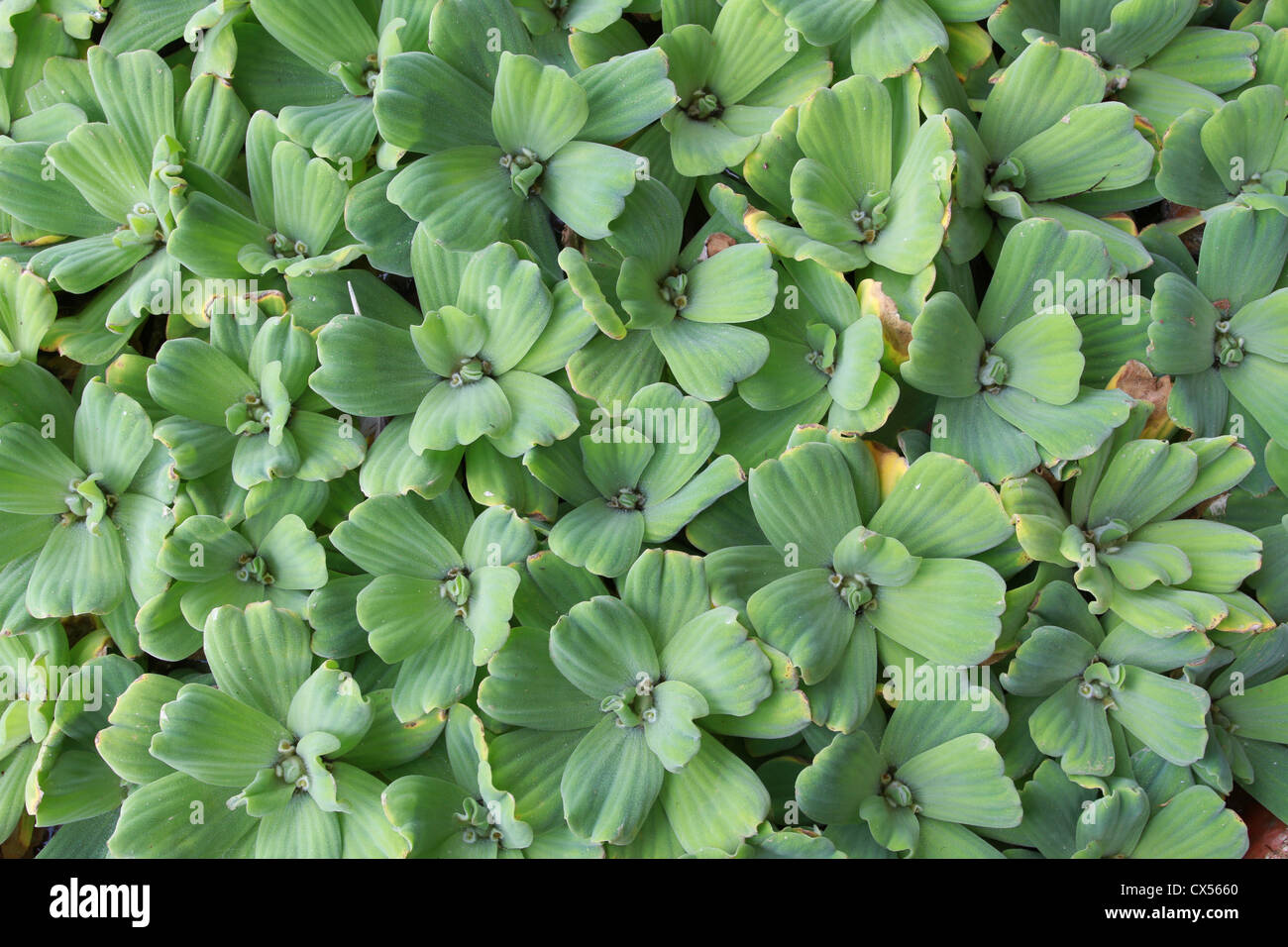 natural green on water floating plants Stock Photo