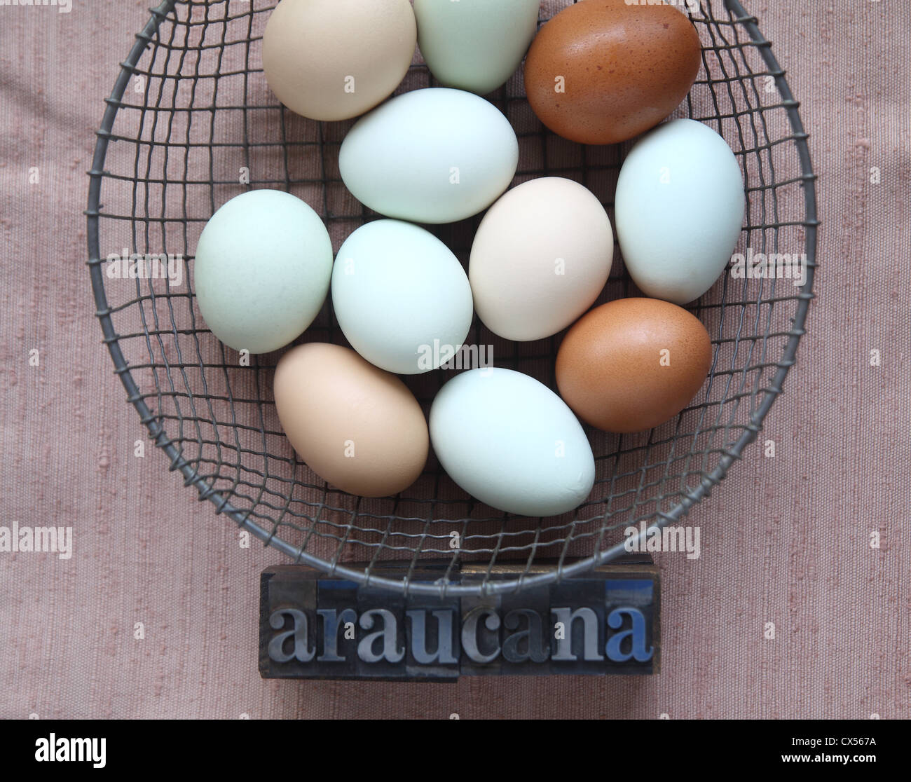 pastel and brown eggs in a wire basket with the word araucana in old metal type Stock Photo